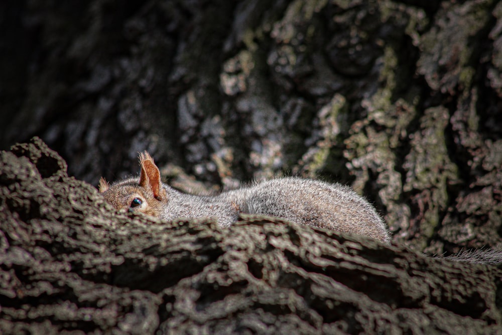 a squirrel peeking out of a hole in a tree