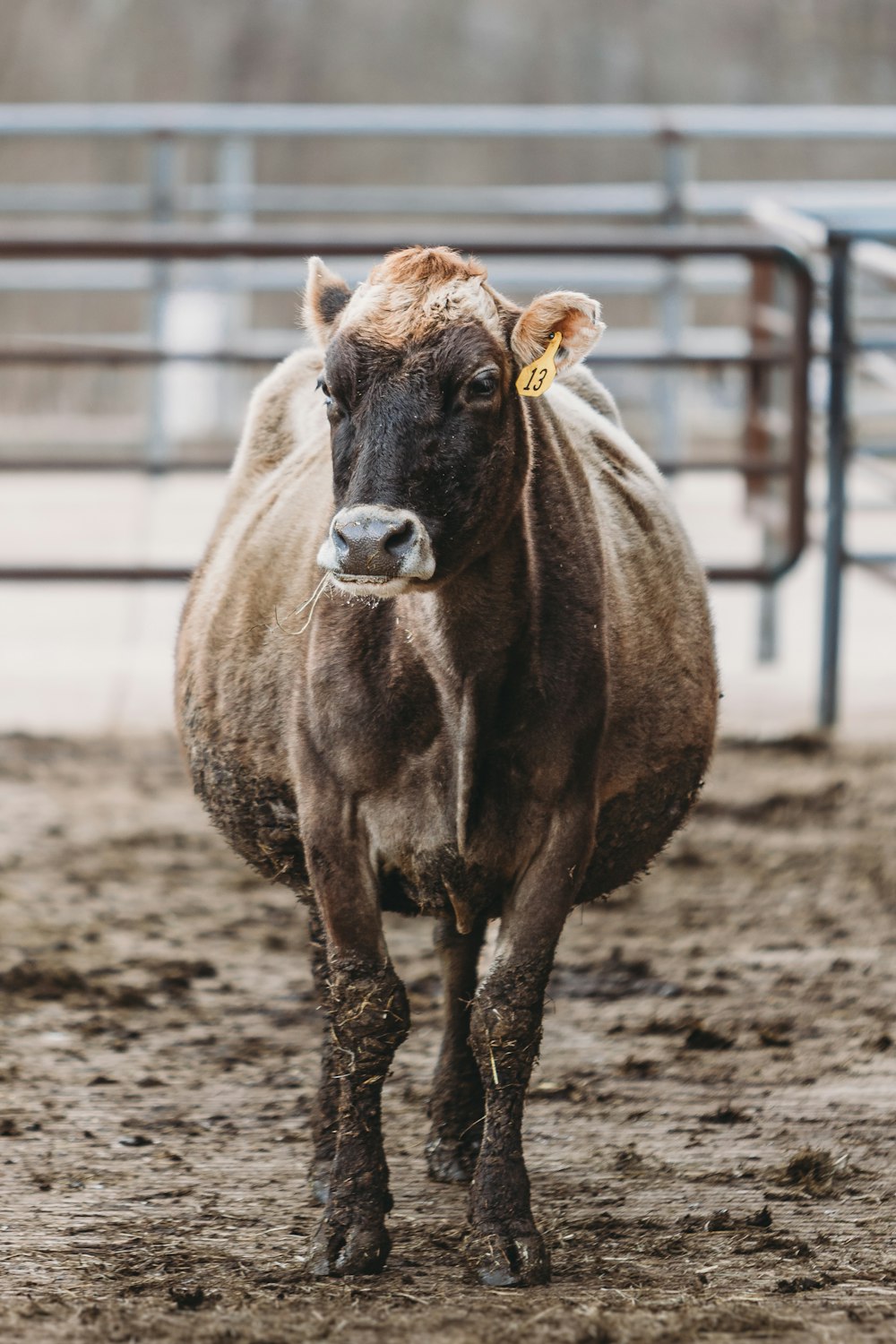 a brown cow standing on top of a dirt field