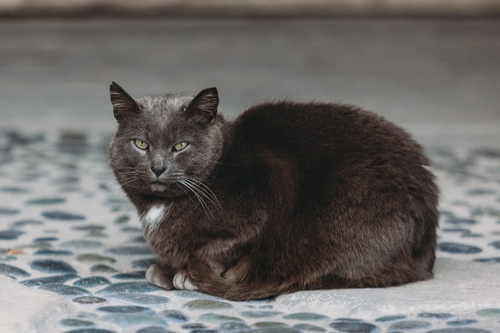 a gray cat sitting on top of a blue and white tile floor