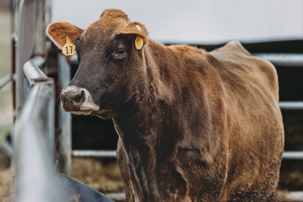 Una mucca marrone in piedi accanto a una recinzione metallica