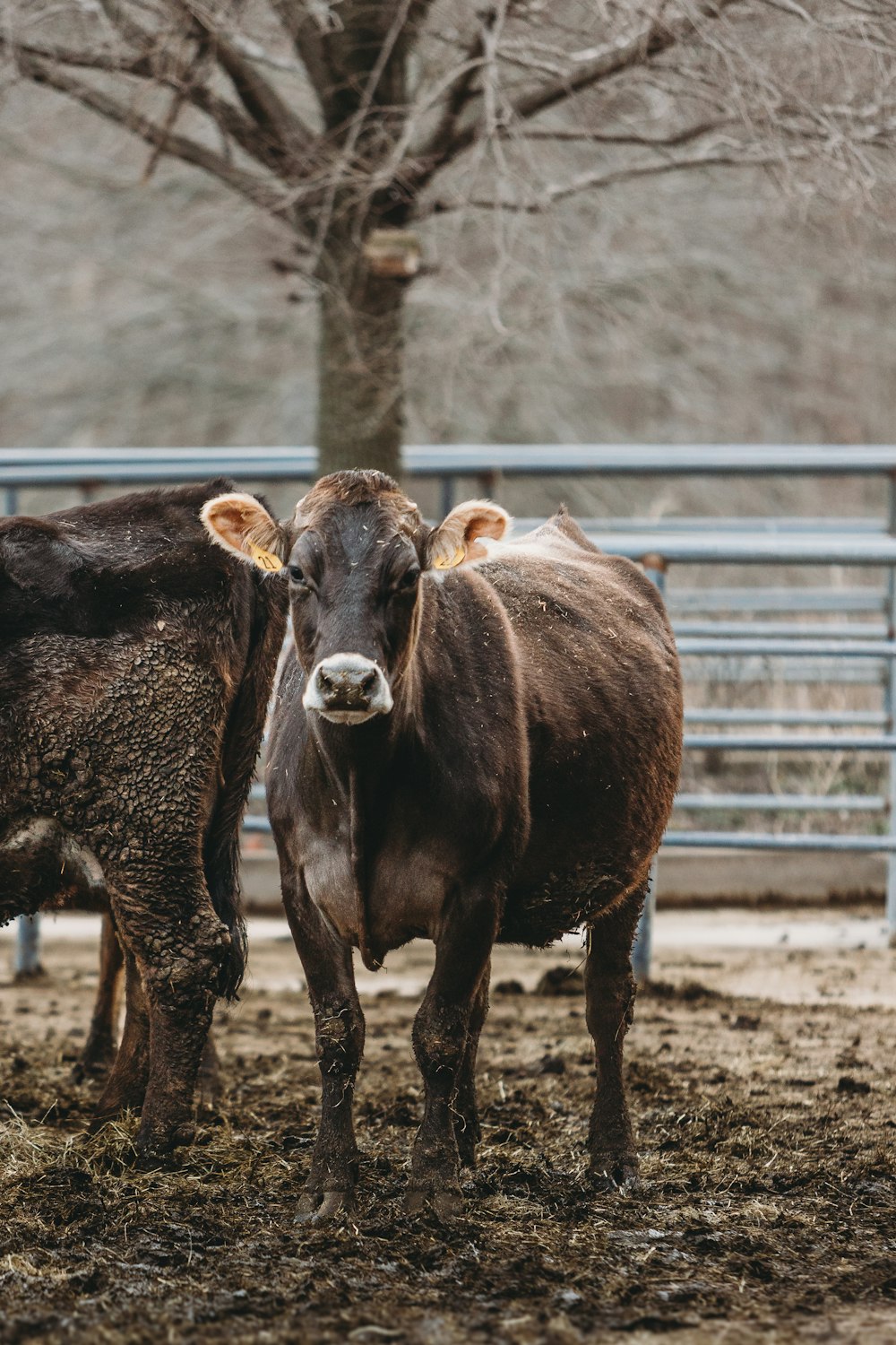 a couple of cows standing next to each other