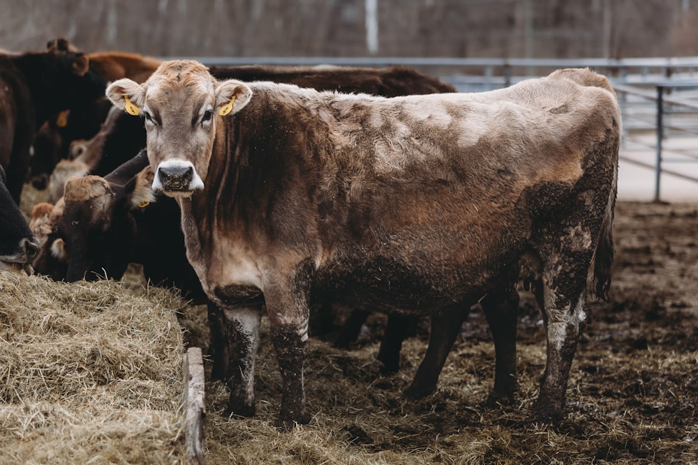 a herd of cattle standing on top of a dry grass field