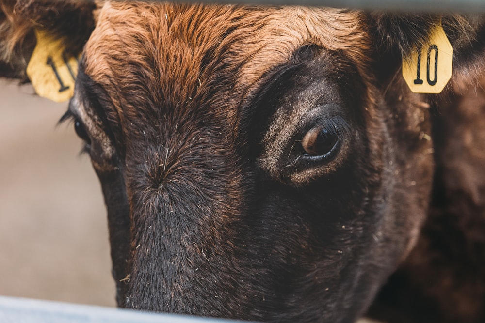 a close up of a cow looking through a fence