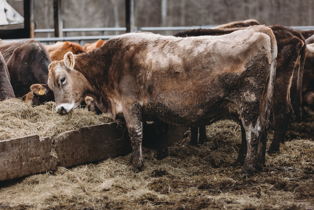 a group of cows eating hay in a pen