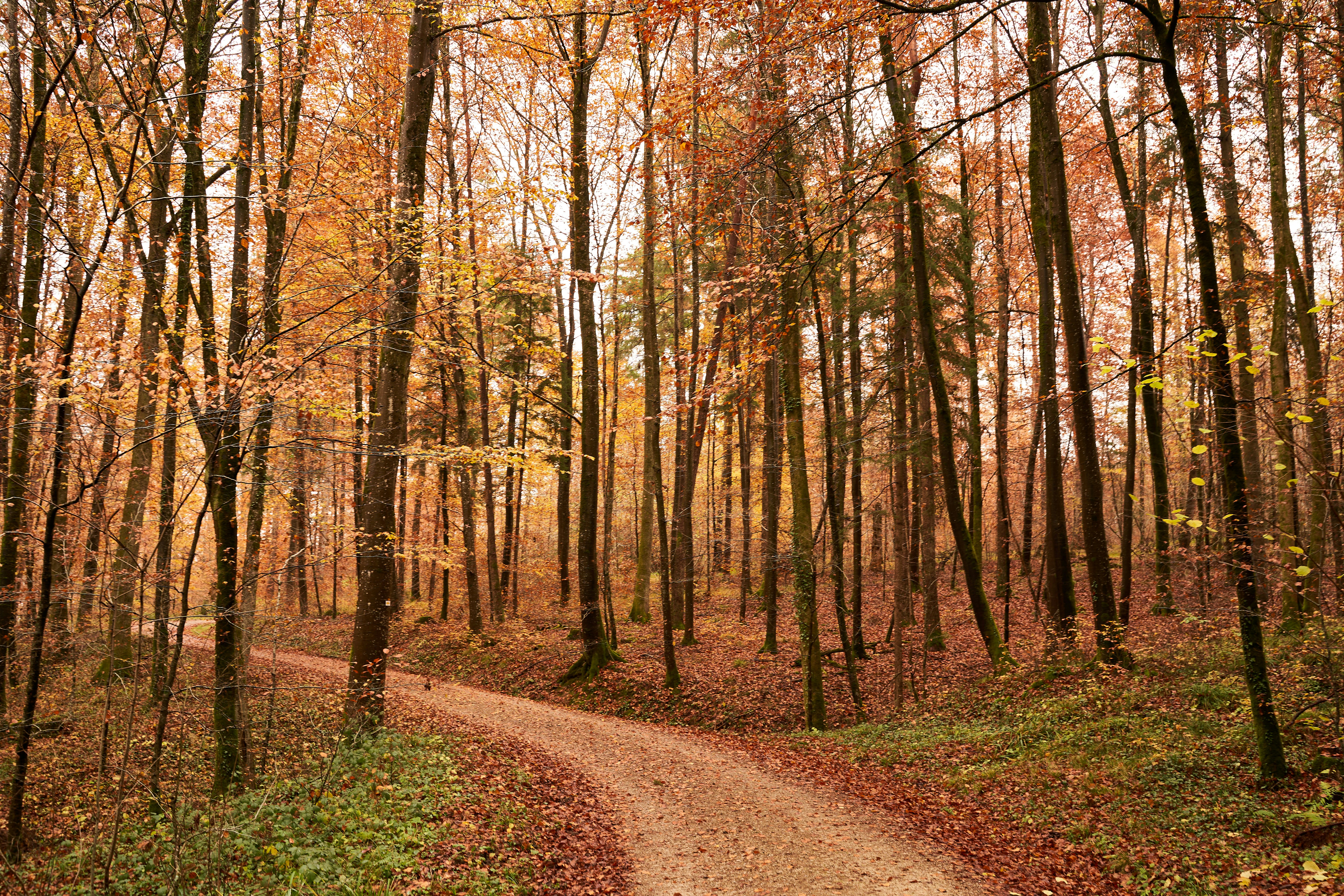 Photo by wolfgang_hasselmann