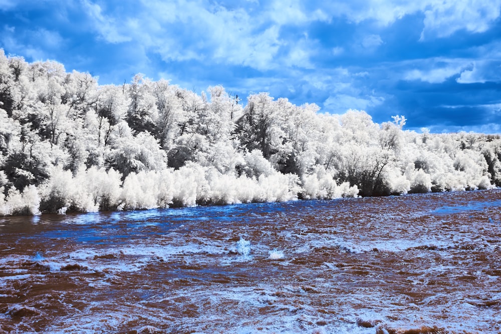 a body of water with trees in the background