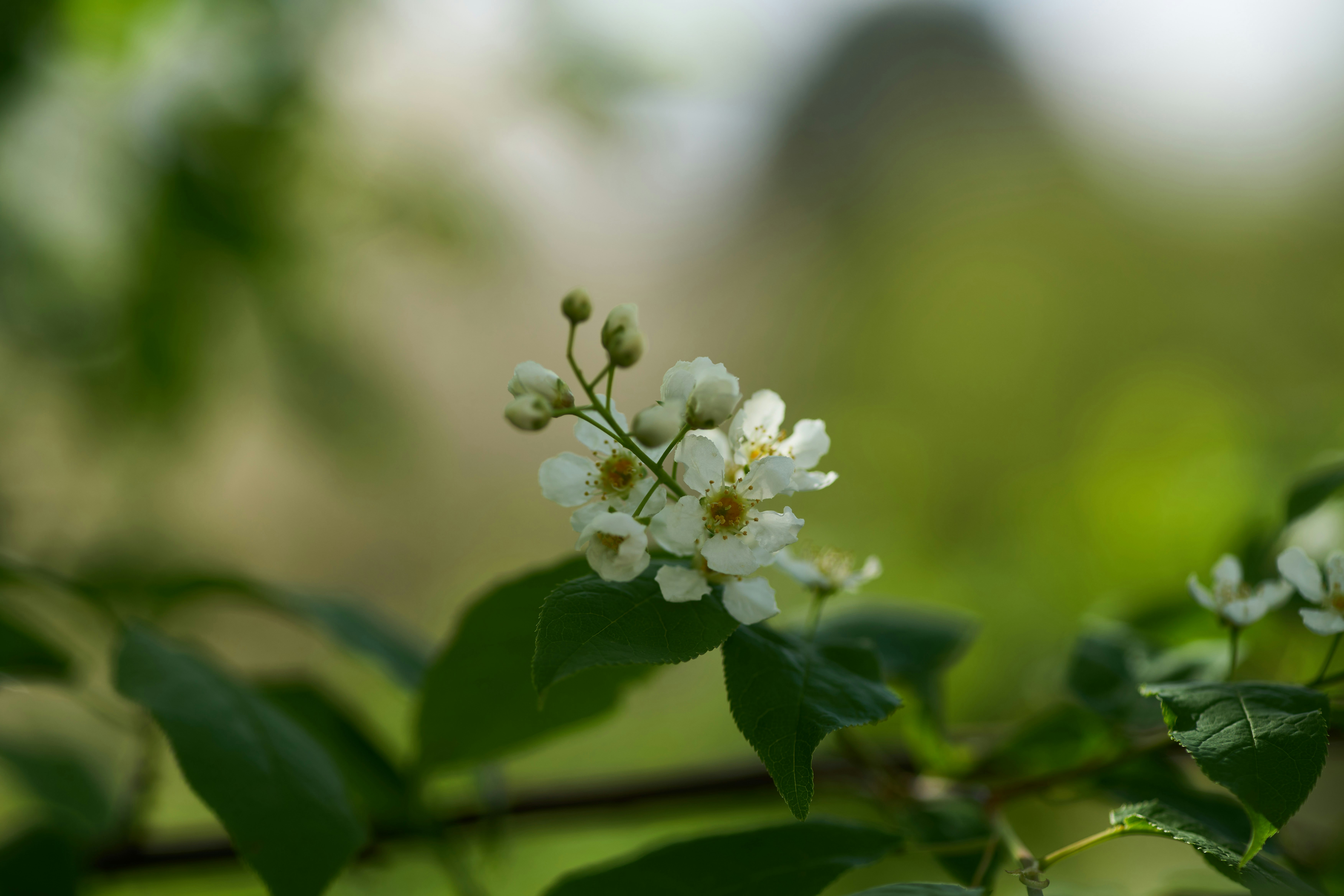 Photo by wolfgang_hasselmann