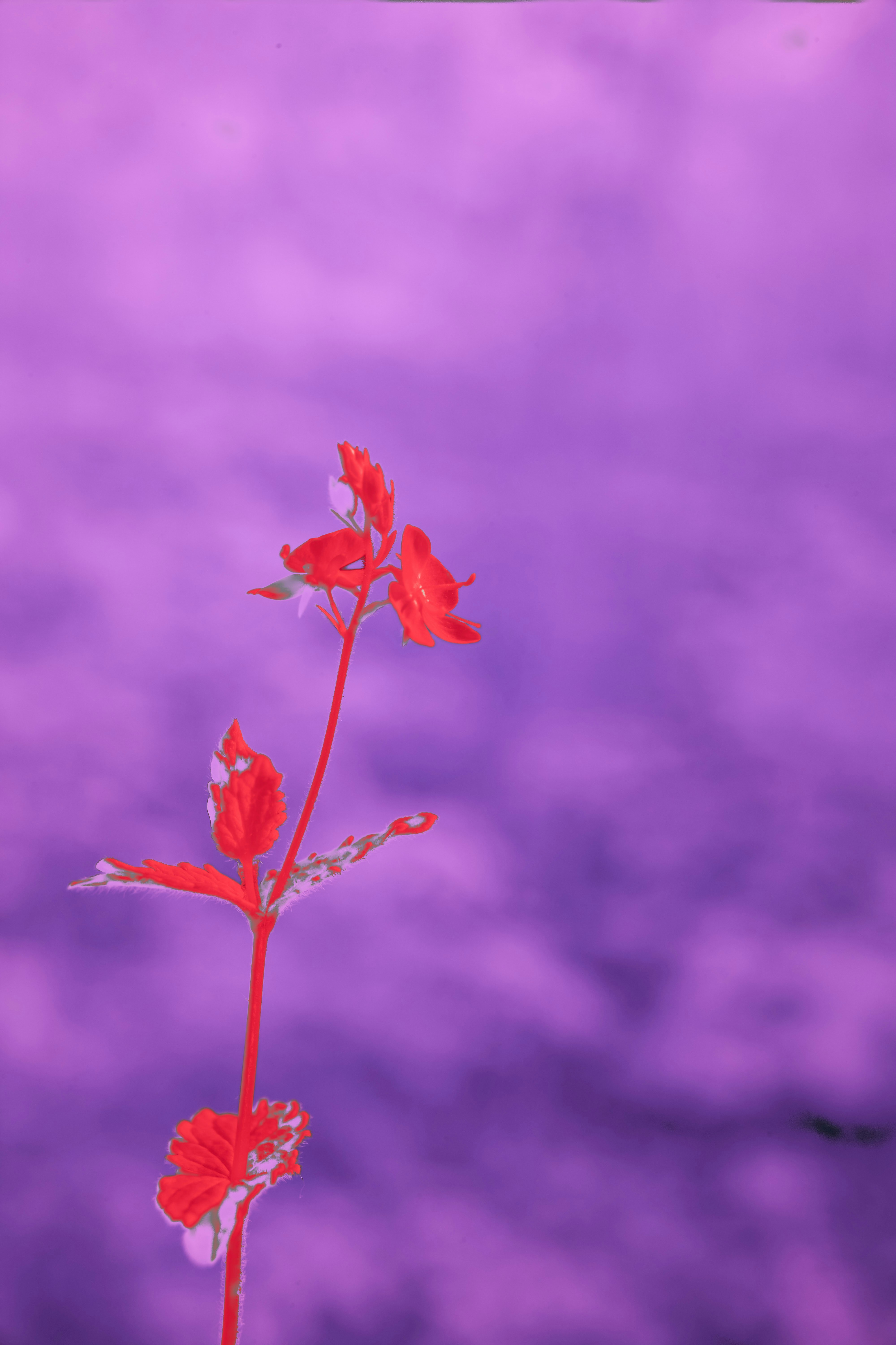 Photo by wolfgang_hasselmann