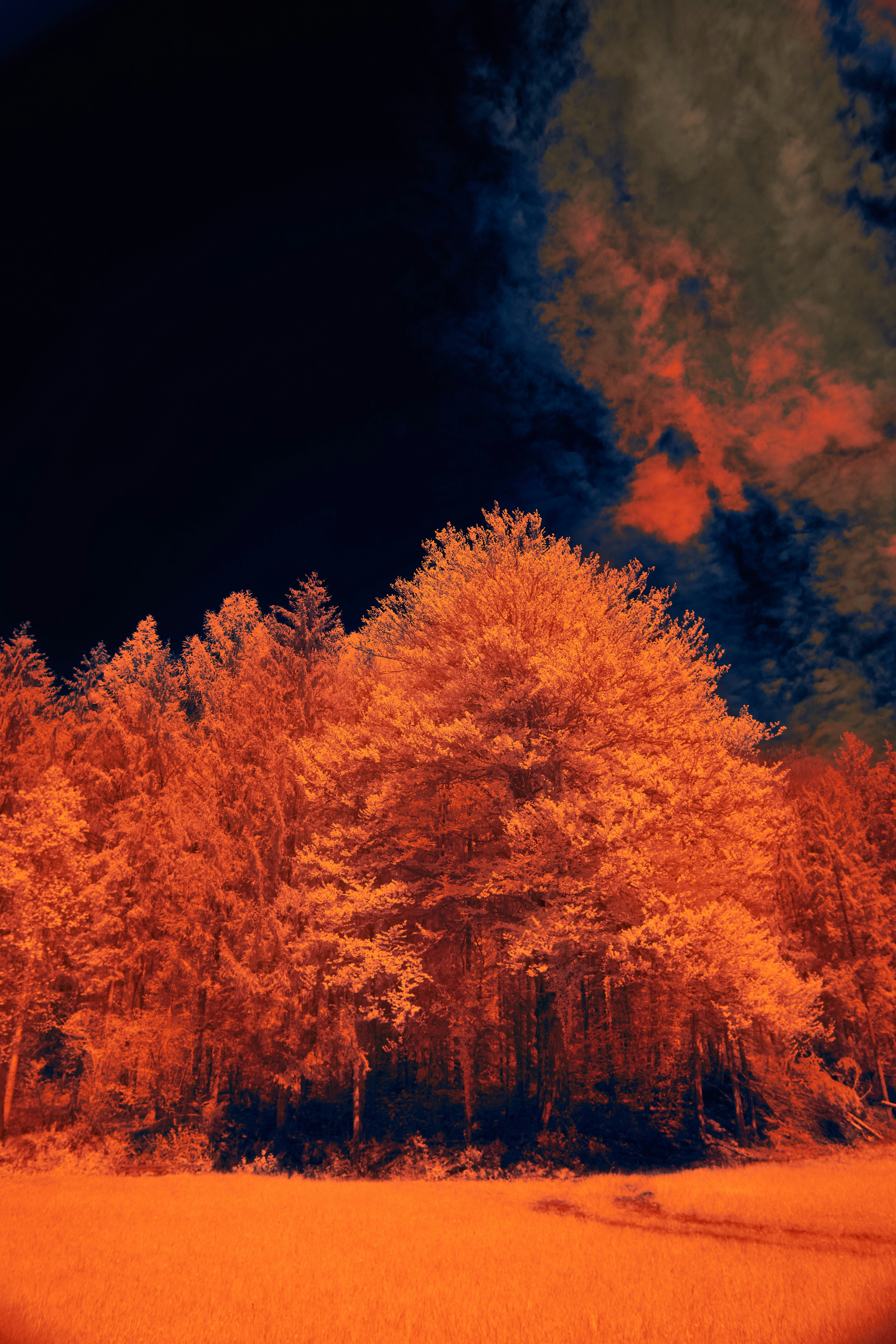 Photo by wolfgang_hasselmann