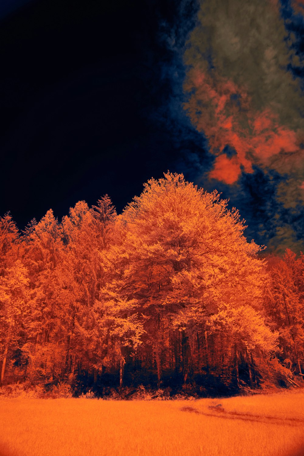 a infrared image of trees in a forest