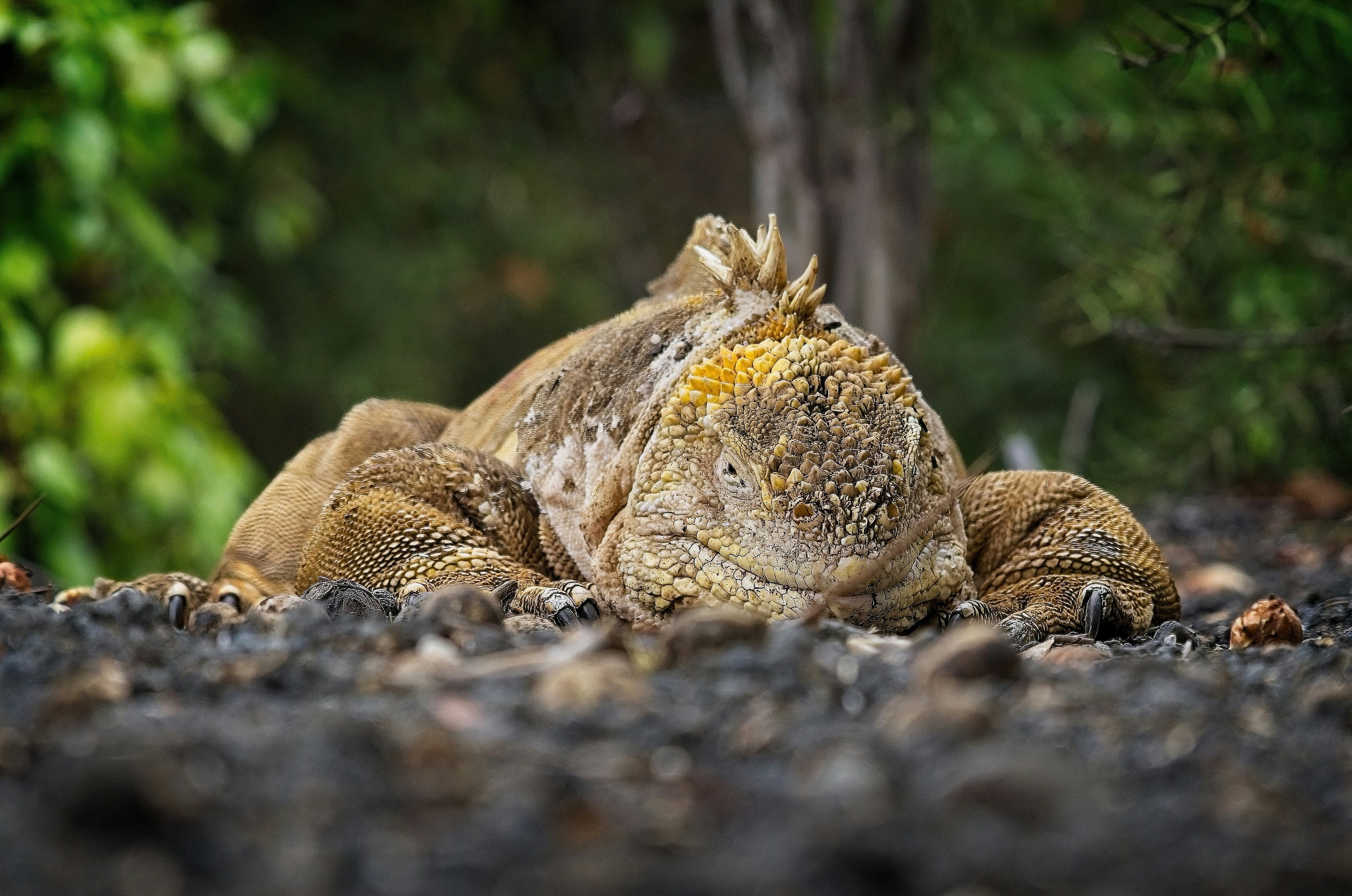 a large lizard laying on top of a gravel road