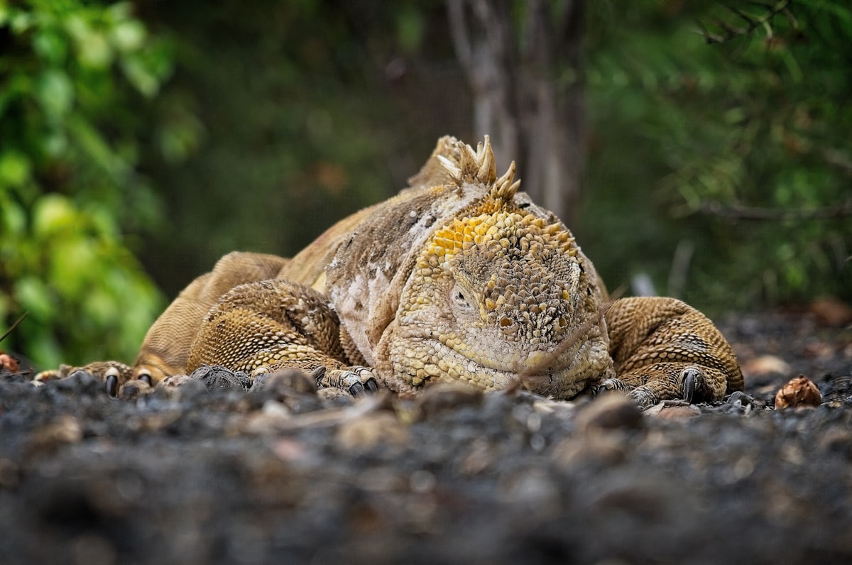 Santa Cruz Island Galápagos — Puerto Ayora harbor with volcanic landscape and marine wildlife