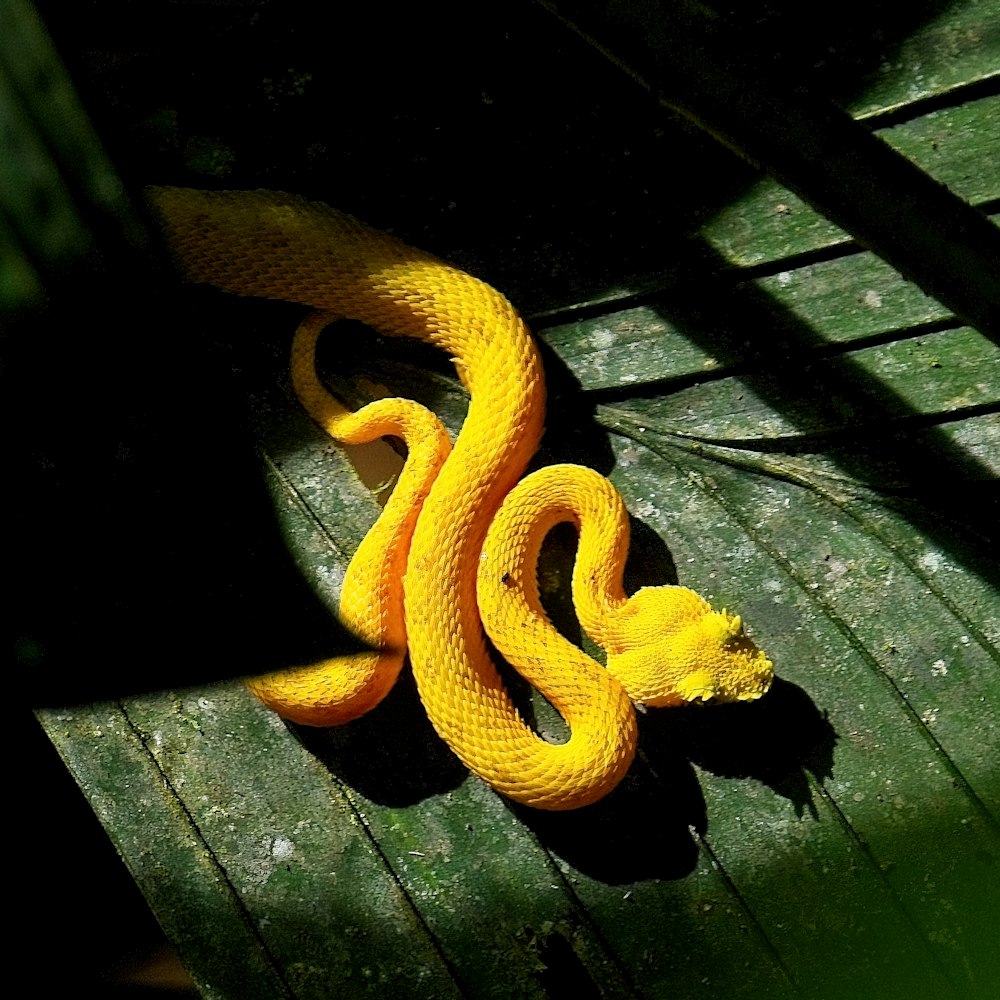 a yellow snake is curled up on a green leaf