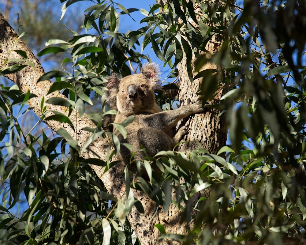 a koala bear sitting in a tree with leaves