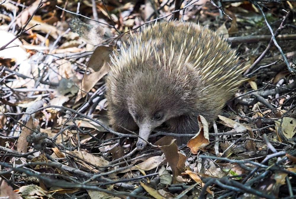 a small porcupine walking through a pile of leaves
