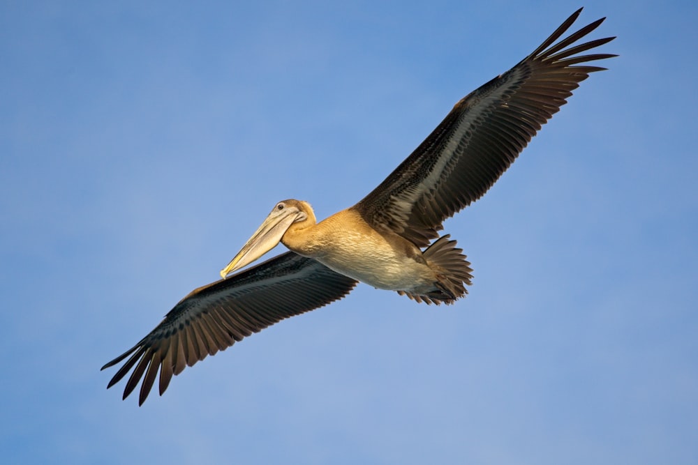 a pelican flying through a blue sky with its wings spread