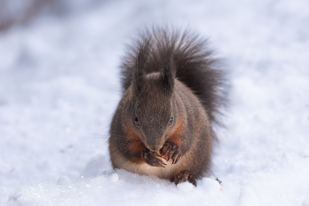 una ardilla comiendo algo en la nieve