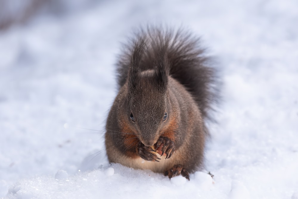 Uno scoiattolo che mangia qualcosa nella neve