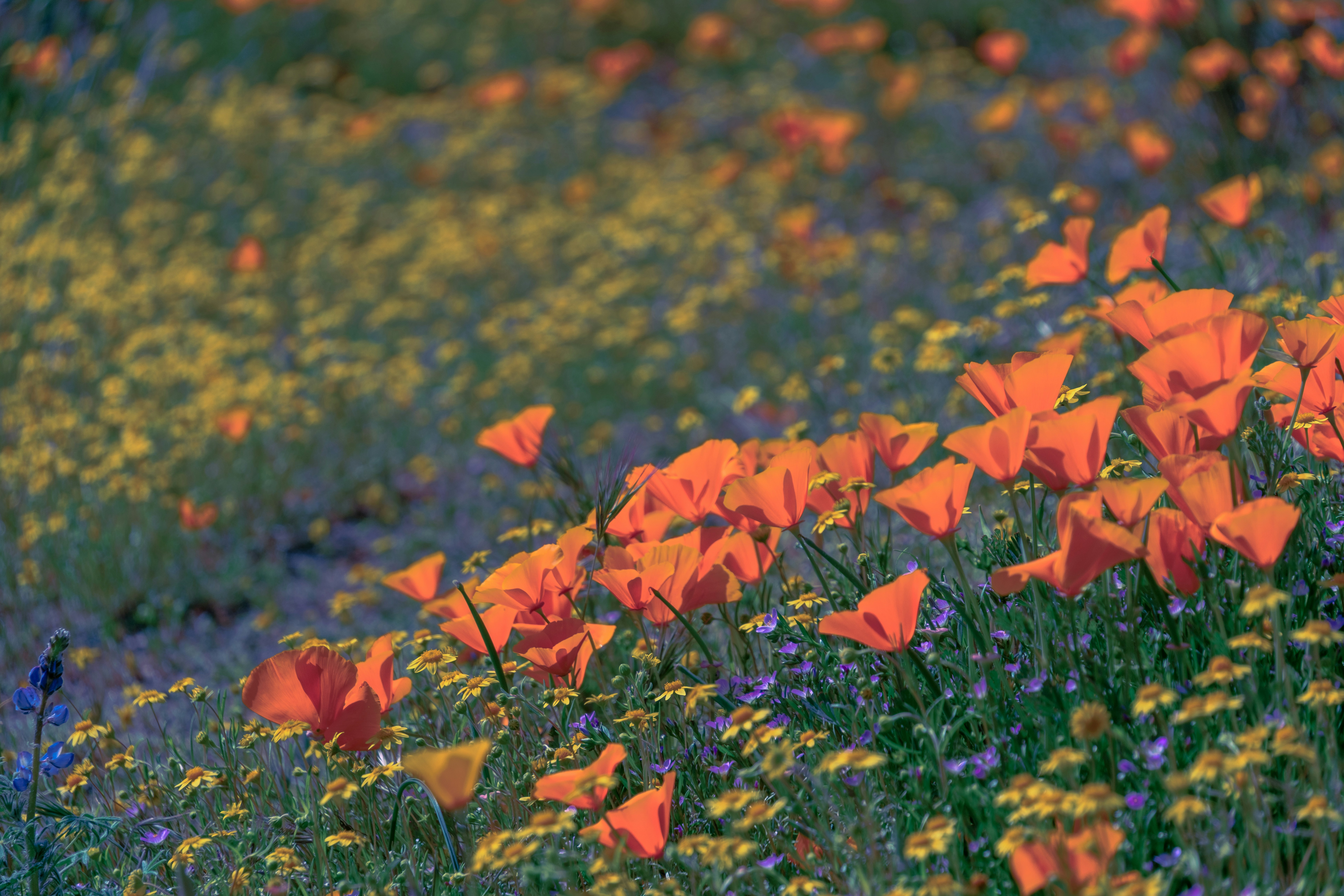 A field full of orange and purple flowers photo – Free Flower Image on ...