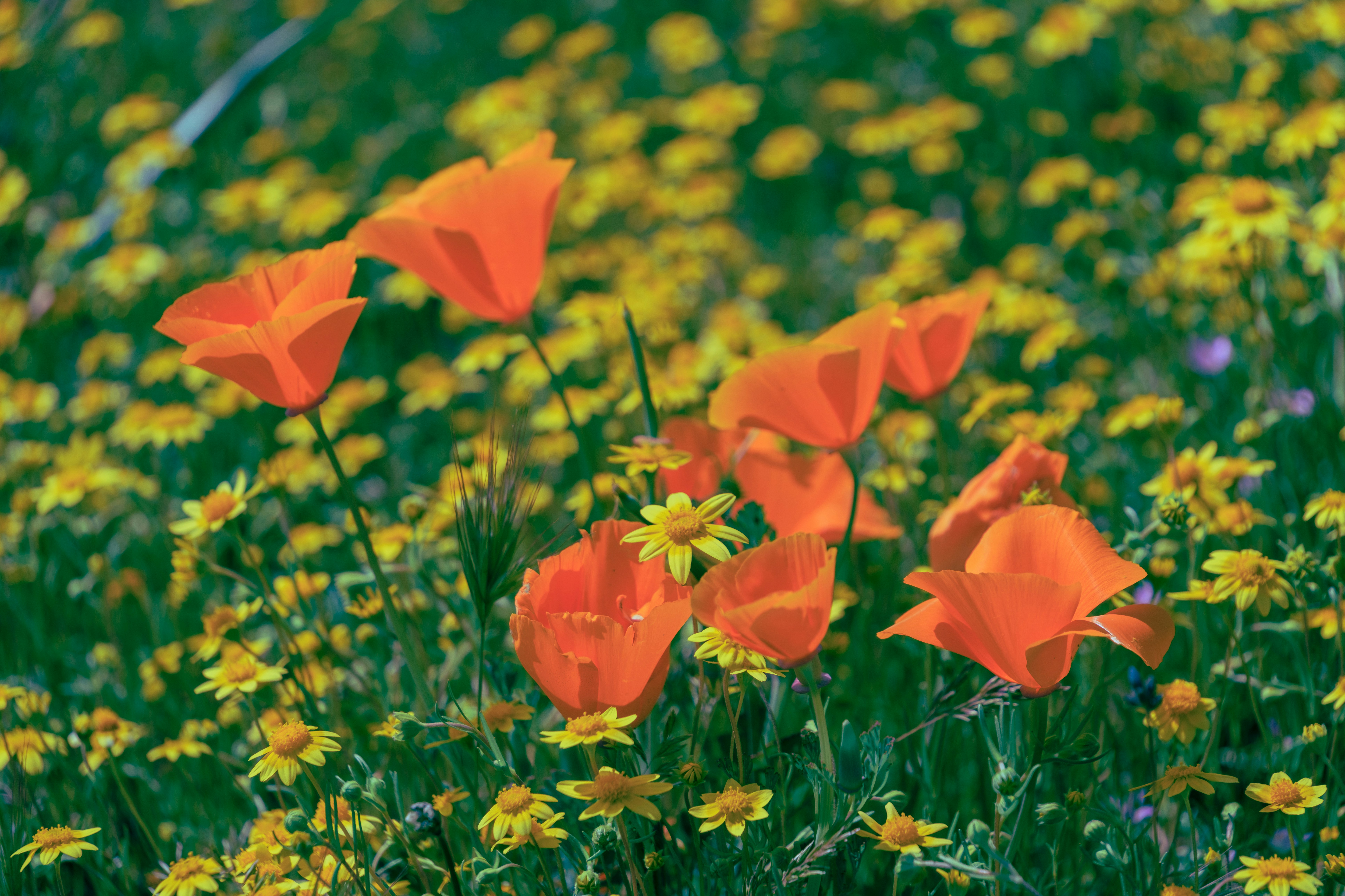 Photo by april_vasquez