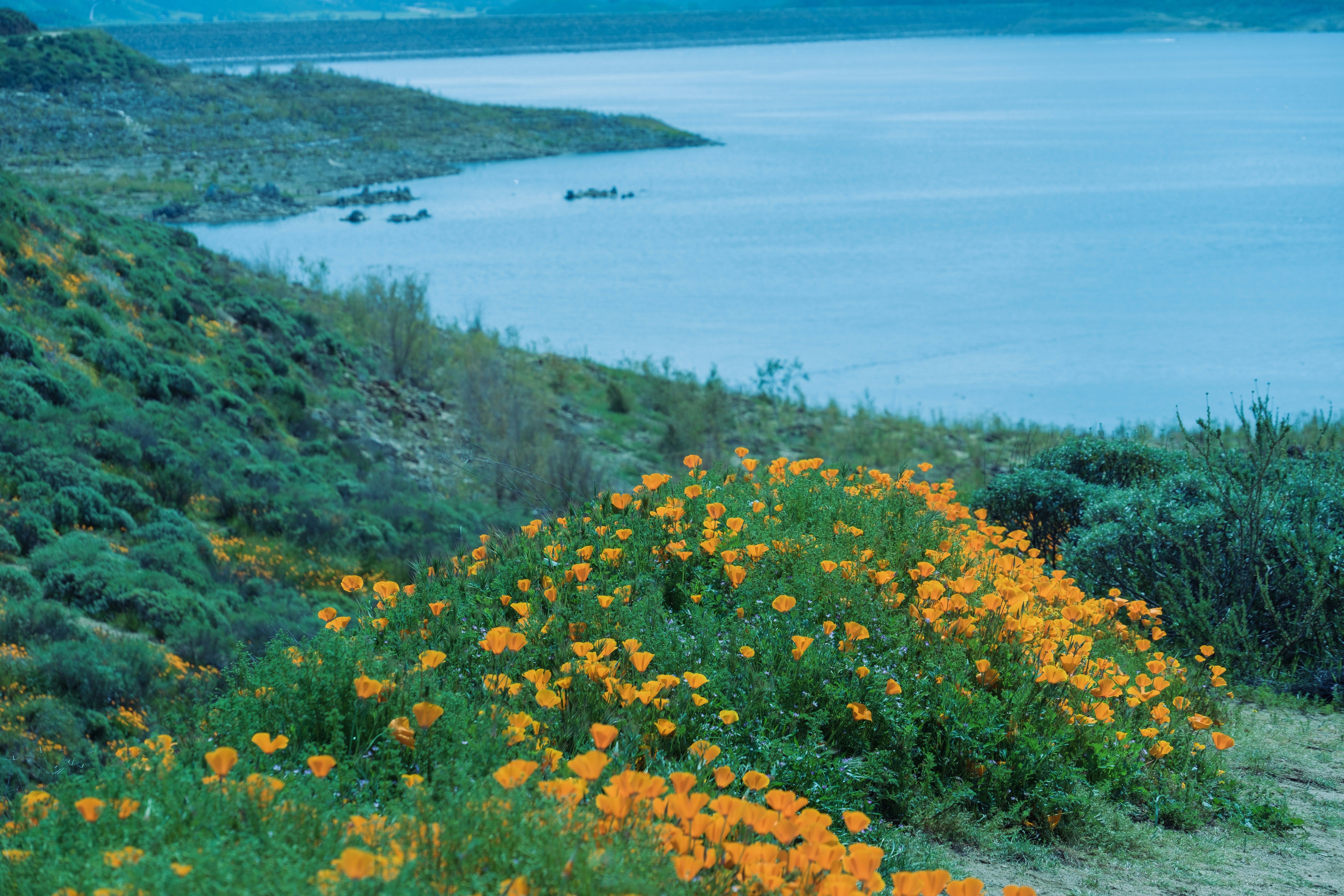 Stop image for Lost Coast Adventure: Humboldt to Mendocino in 3 Days - a field of yellow flowers next to a body of water -  in Pacific Northwest & West Coast - Photo by April Vasquez on Unsplash
