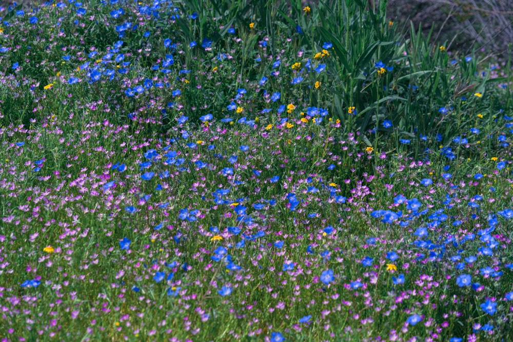 a field of wildflowers and other wildflowers