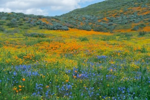 A field of wildflowers with a backdrop of rolling agricultural hills