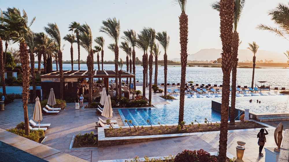 a large swimming pool surrounded by palm trees