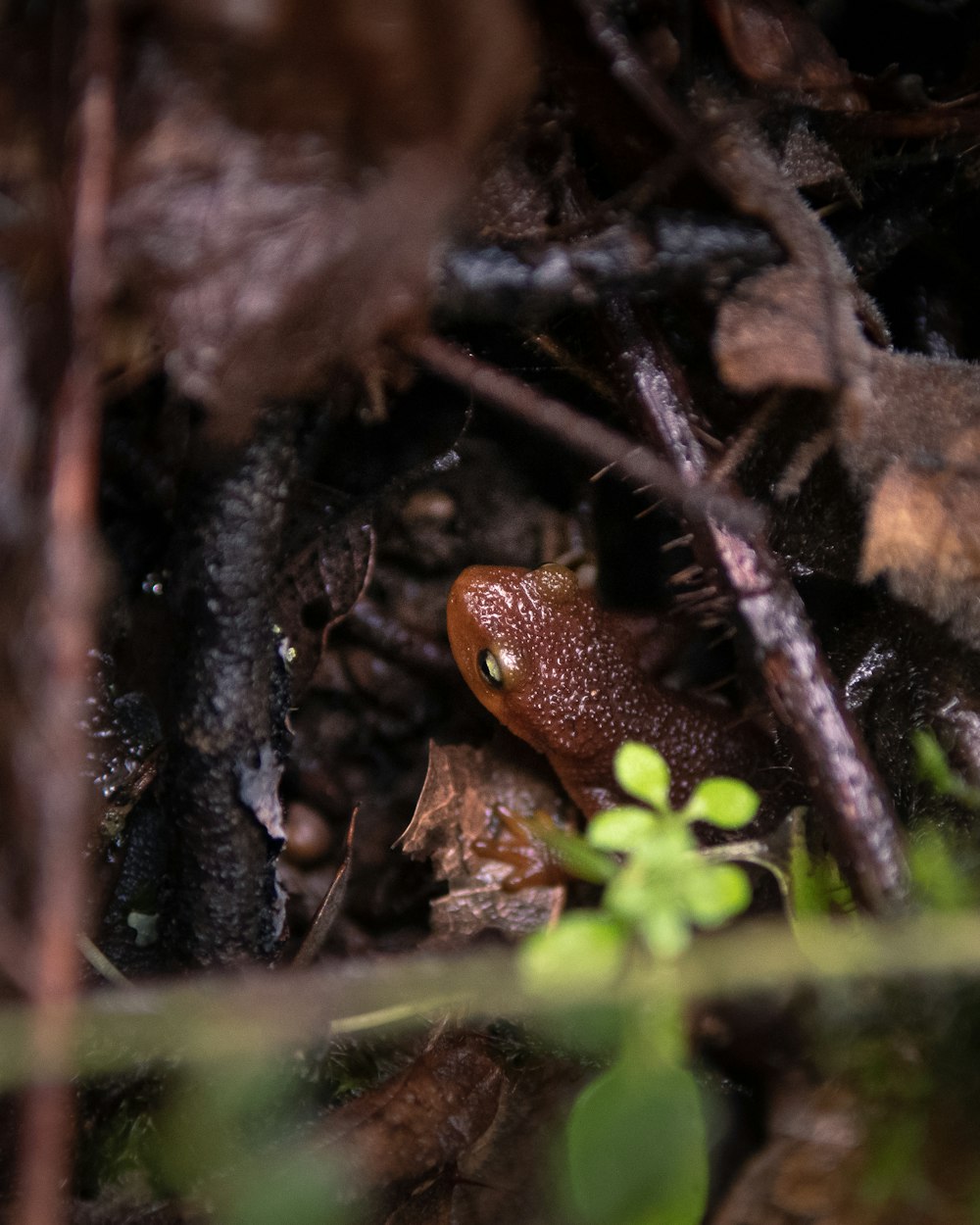 a slug crawling on the ground in a forest