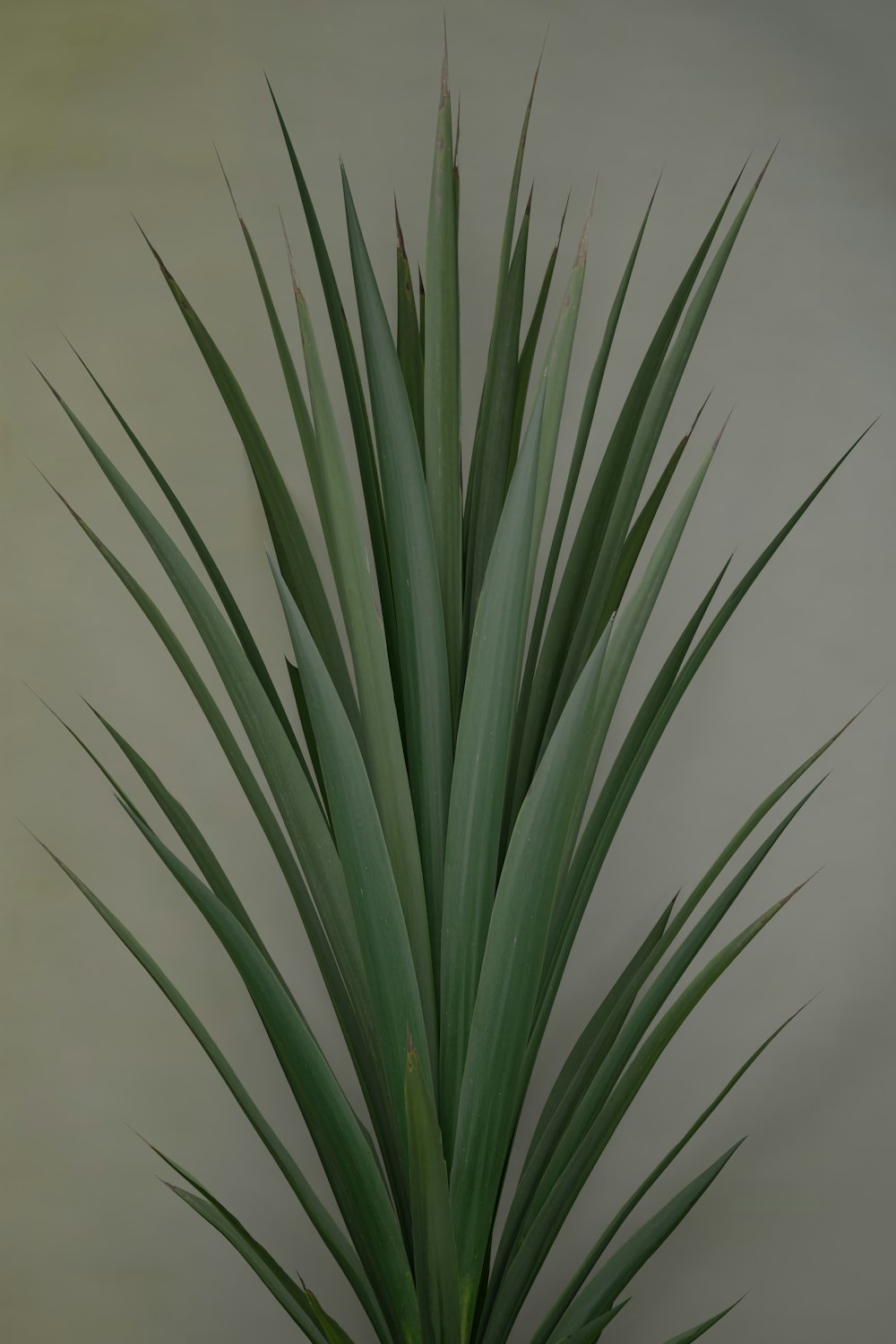 Una gran planta verde en una maceta sobre una mesa