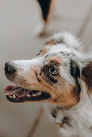 A close-up of a rescued dog’s joyful face, eyes bright with hope.