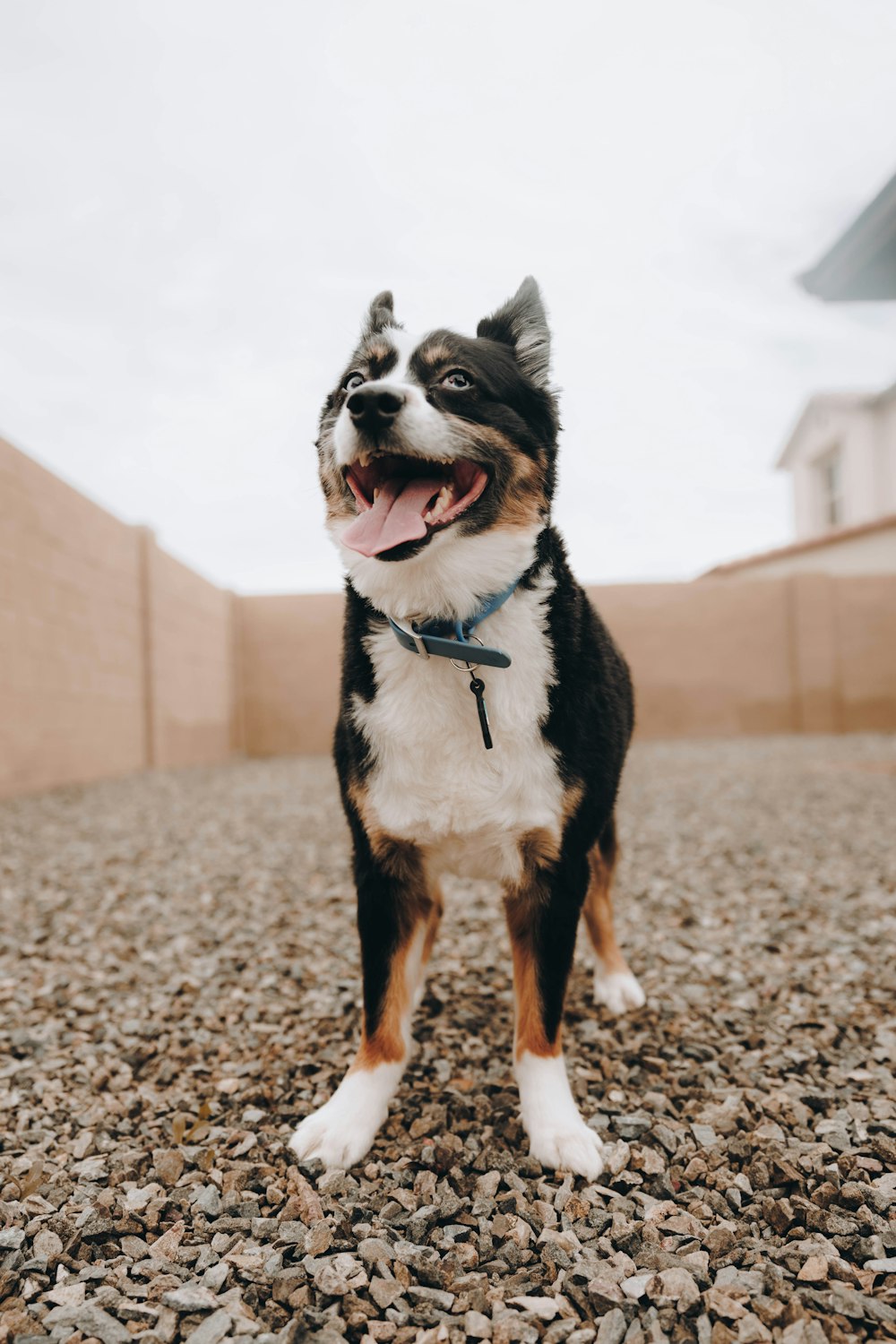 a small dog standing on top of a gravel field