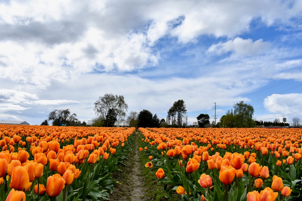 a field full of orange tulips under a cloudy sky