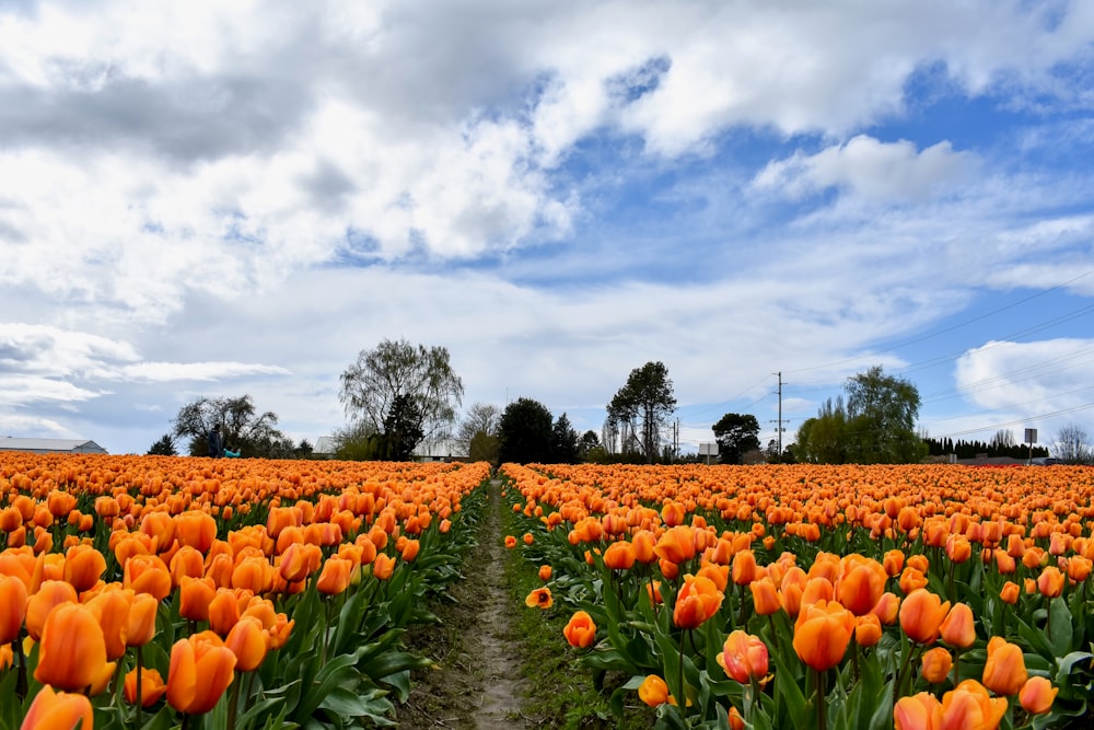 Un campo pieno di tulipani arancioni sotto un cielo nuvoloso