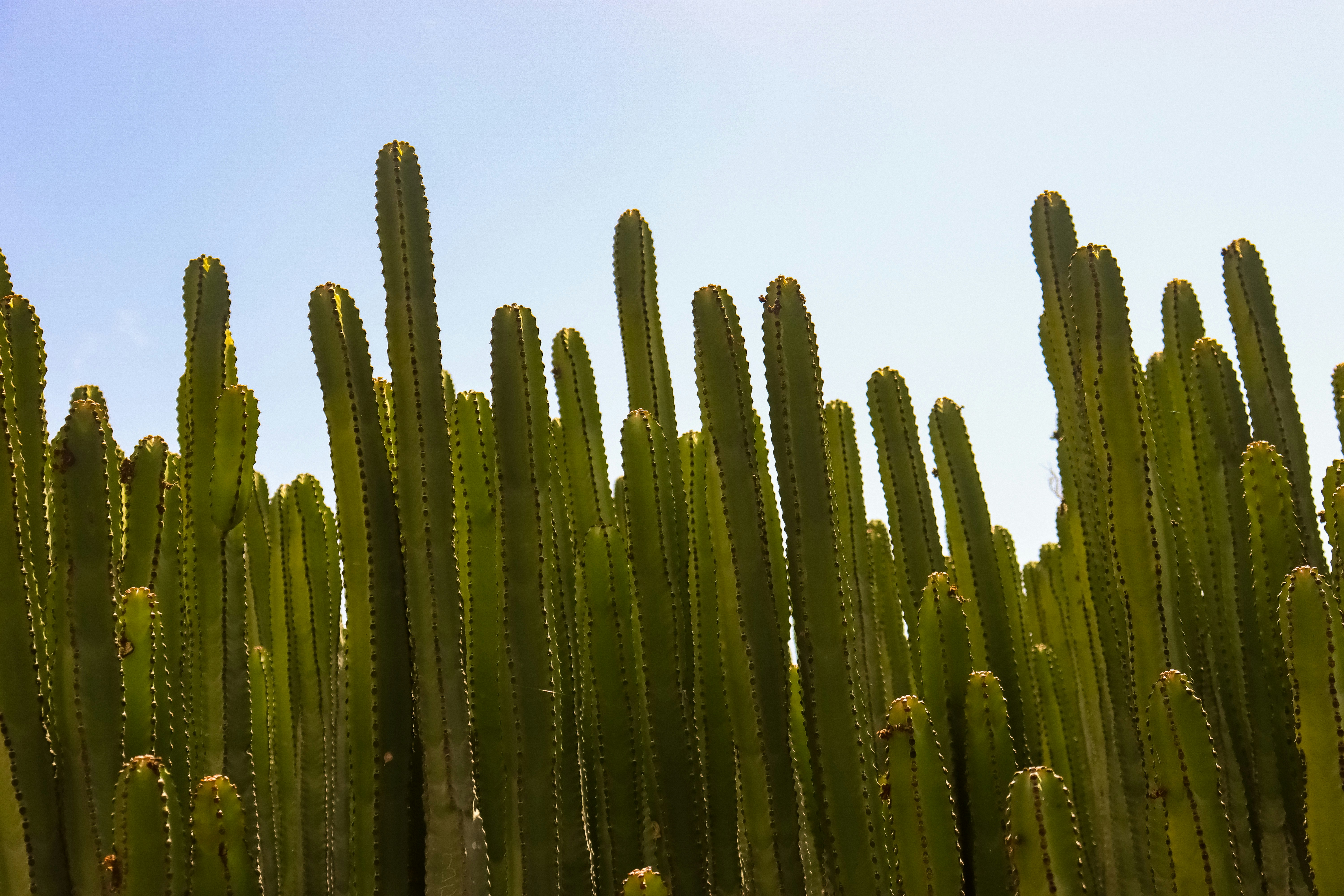 Spineless barrel cactus standing tall in desert