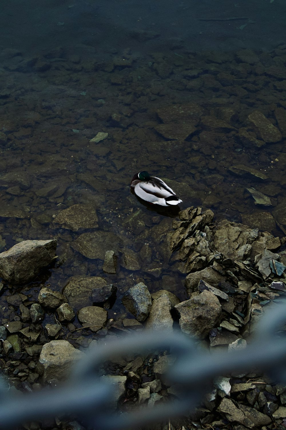 a duck floating on top of a body of water