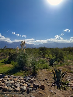 An overhead view of a completed landscaping project featuring clean lines, natural stone, and thriving desert plants.