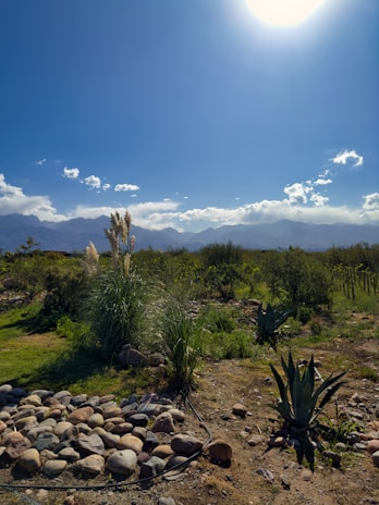 An overhead view of a completed landscaping project featuring clean lines, natural stone, and thriving desert plants.