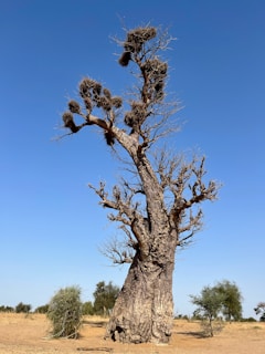 a large tree in the middle of a desert