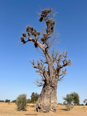 a large tree in the middle of a desert