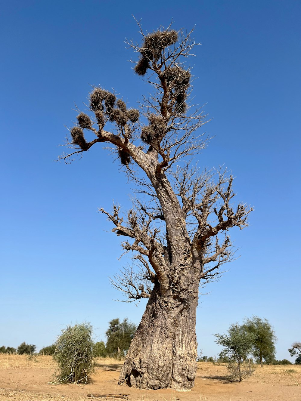 a large tree in the middle of a desert