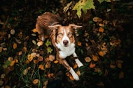 Bo nestled in a pile of autumn leaves, looking curiously at the camera.