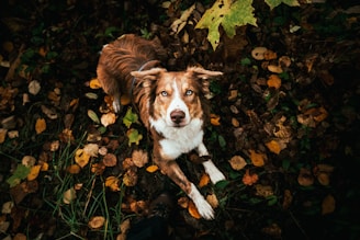 Bo nestled in a pile of autumn leaves, looking curiously at the camera.