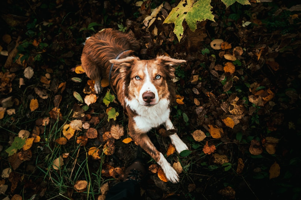 a brown and white dog laying on top of leaves