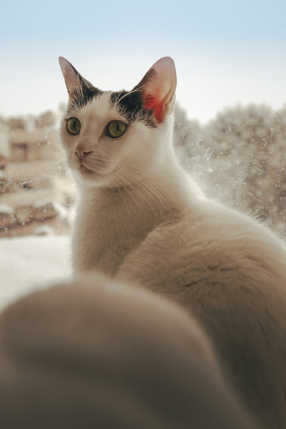 a black and white cat sitting on a window sill