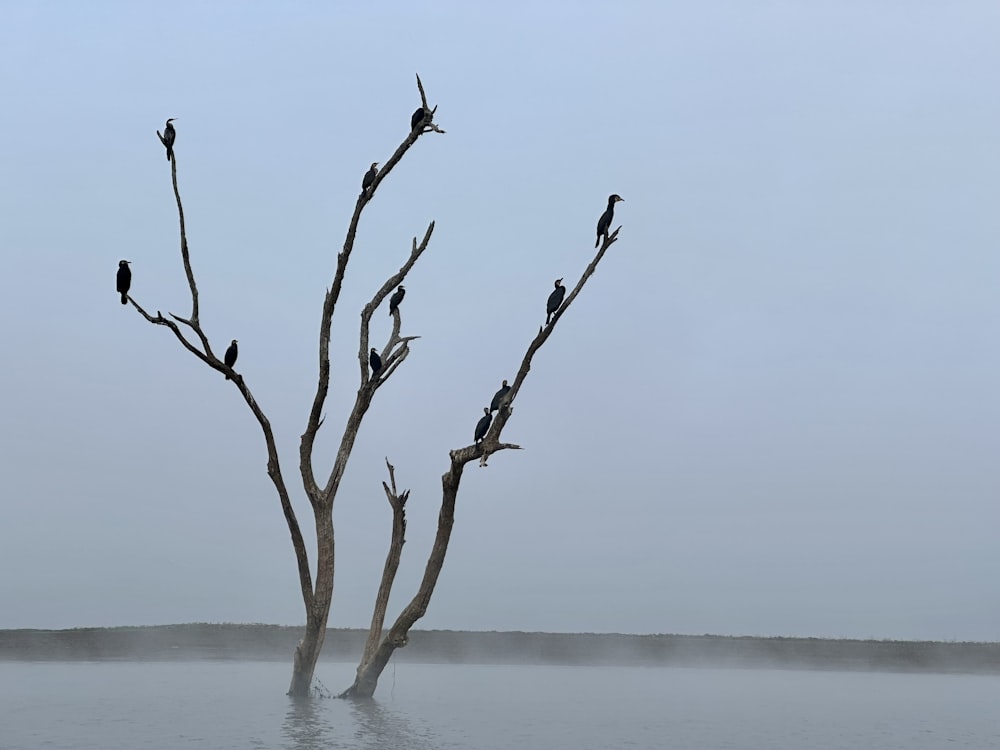 a group of birds sitting on top of a tree in the water