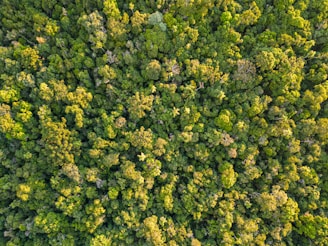 an aerial view of a forest with lots of trees