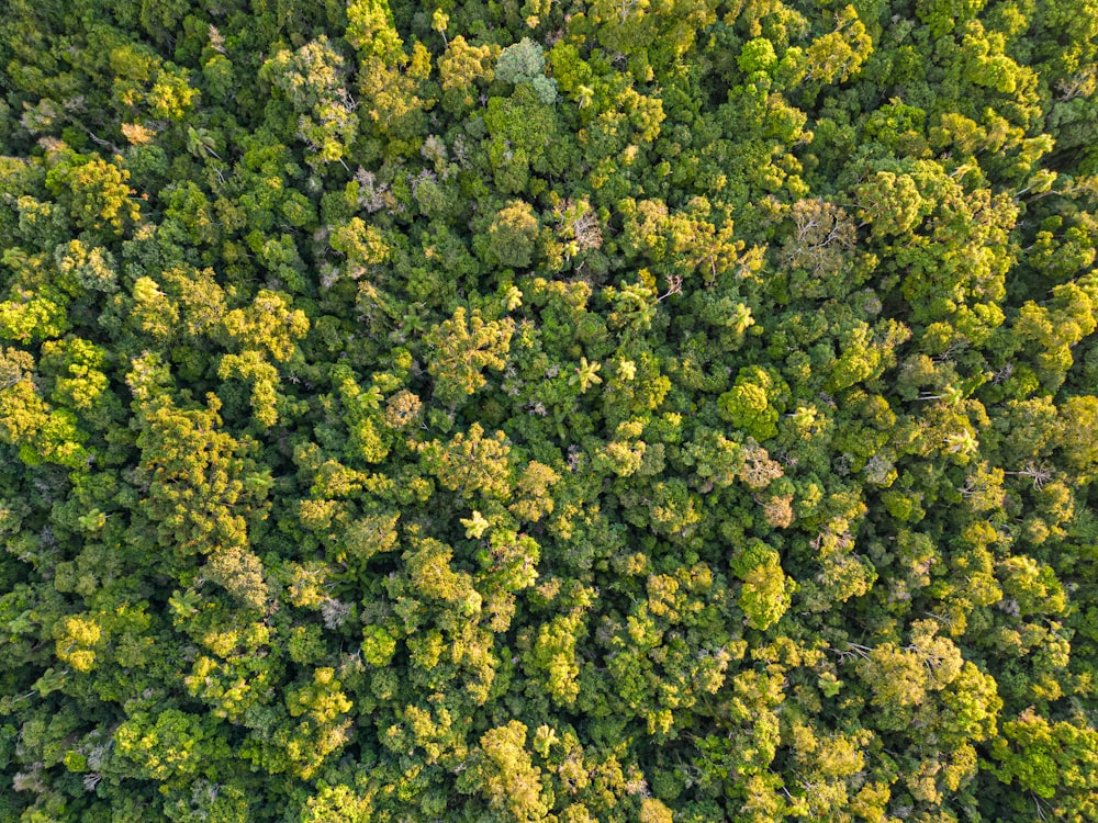 an aerial view of a forest with lots of trees