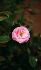 a pink flower with green leaves in the background