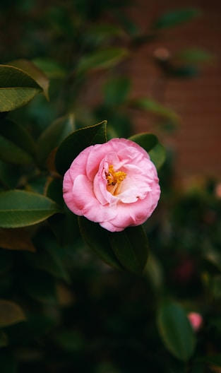a pink flower with green leaves in the background